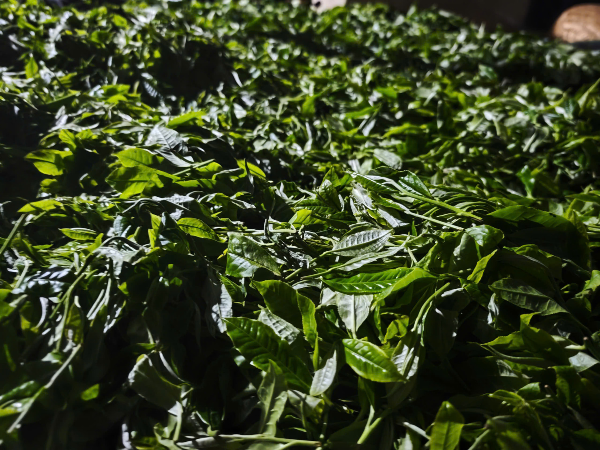 Lá trà tươi vừa hái còn xanh mướt