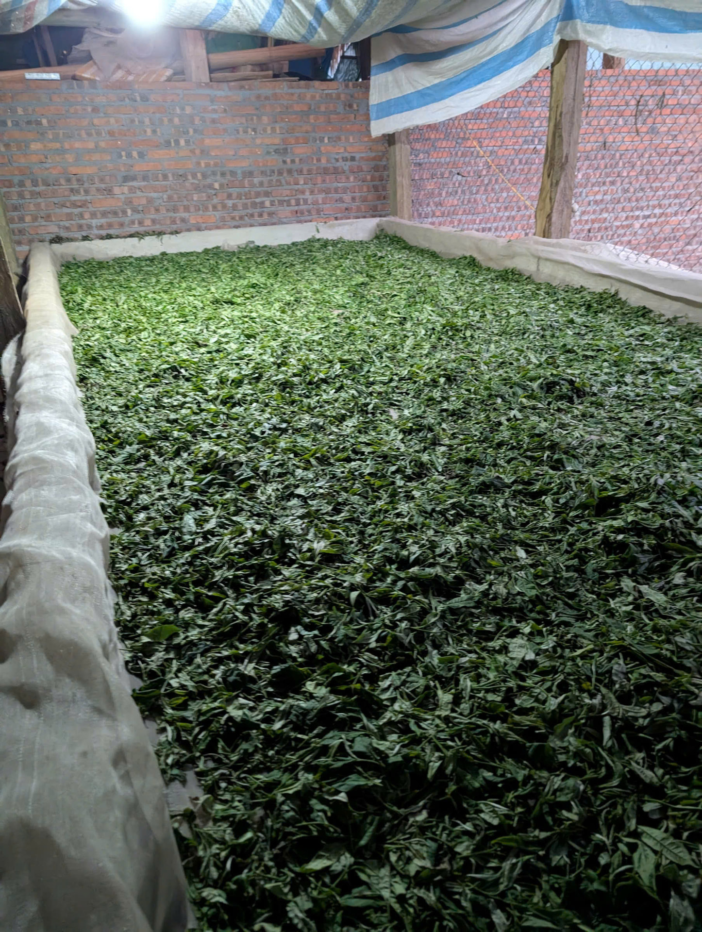 Sàn héo lá trà trong xưởng sơ chế trên núi