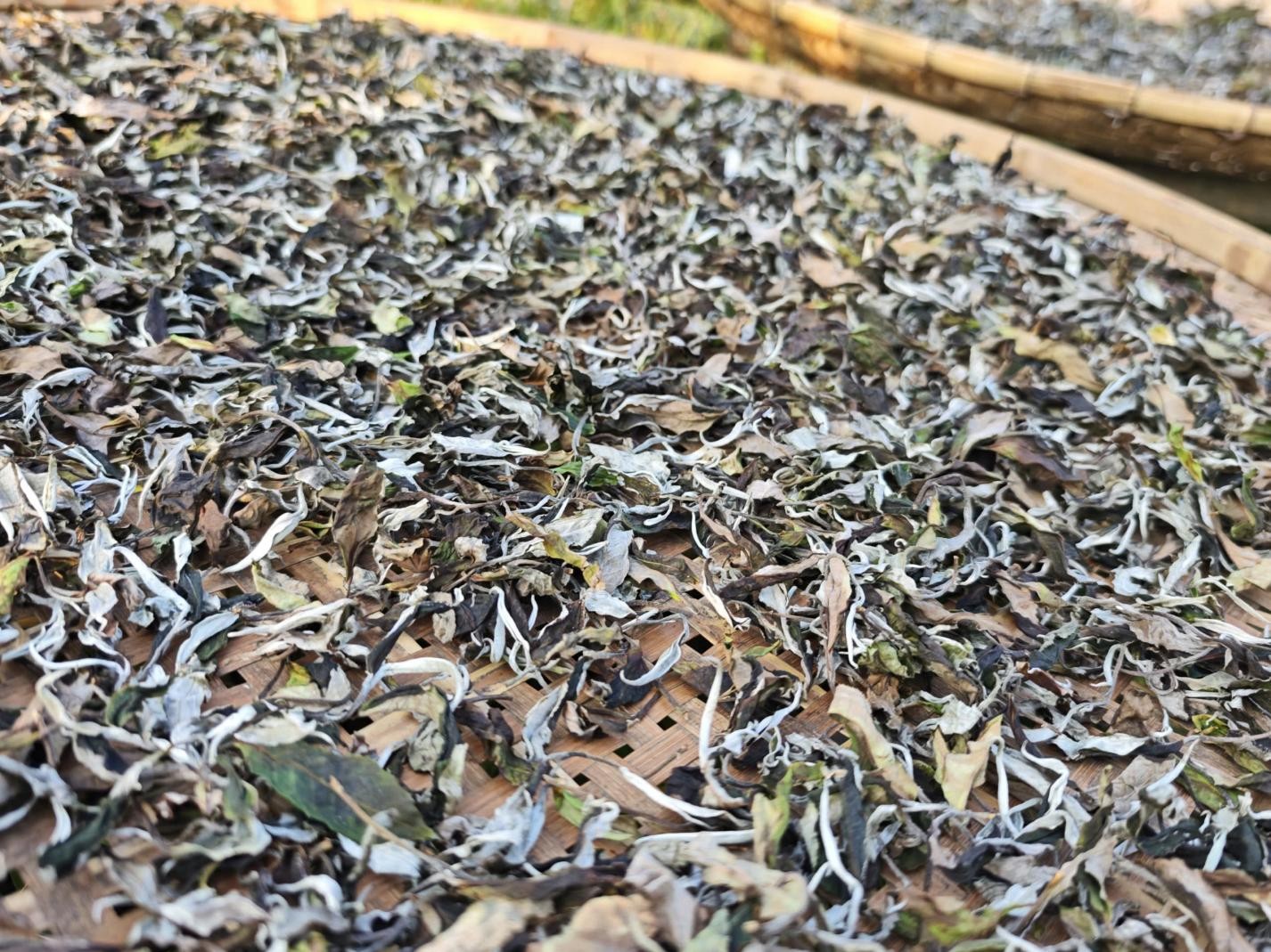 Trà héo phơi trên nong tre, tuyết trắng phủ trên lá