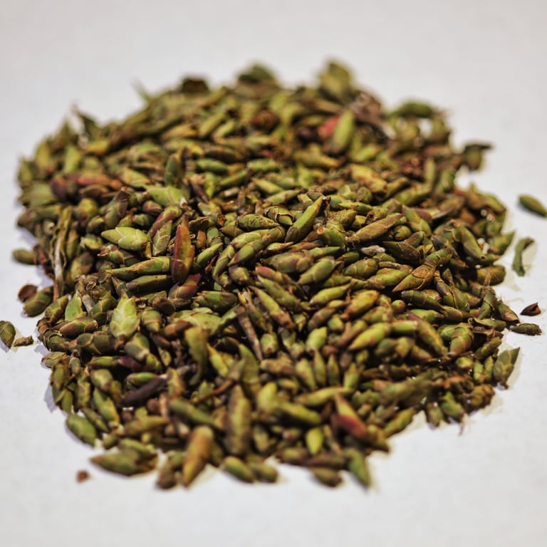Bạch Trà Móng rồng