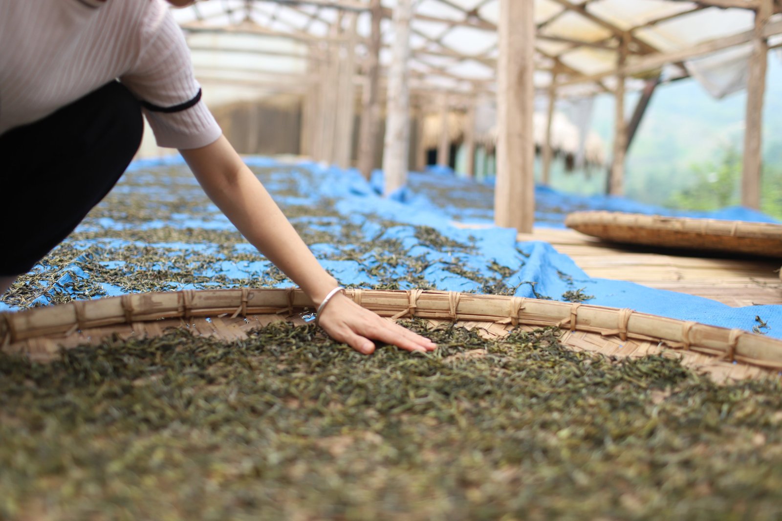 Câu chuyện vùng trồng của Việt An Trà